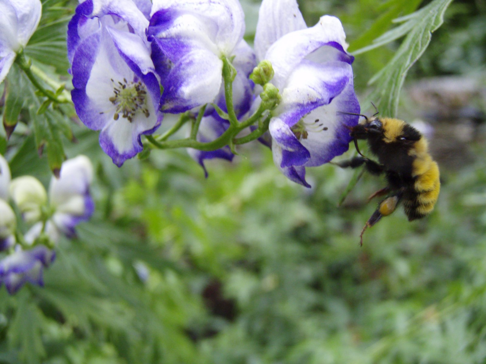Northern amber bumble bee (Bombus borealis) photo